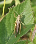 Common Green Grasshopper (Omocestus viridulus) Alan Prowse